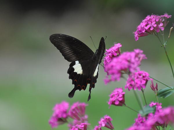 山梨のアサマシジミなど_c0045352_21572733.jpg