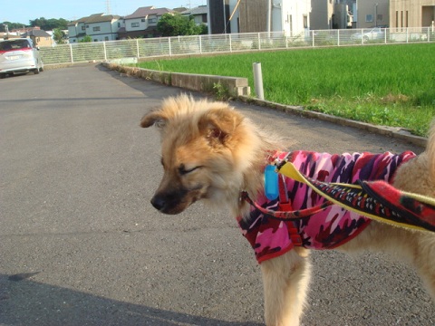 f0046854_2311419.jpg