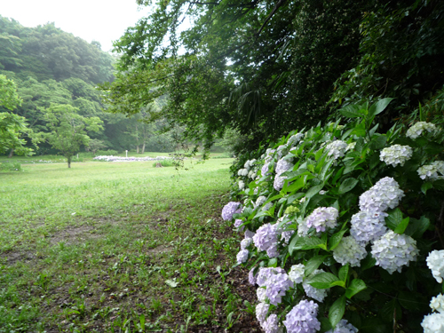 名残の梅雨の花_b0045357_15285395.jpg