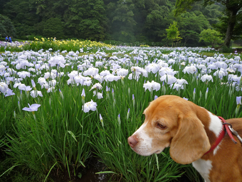 名残の梅雨の花_b0045357_15302112.jpg