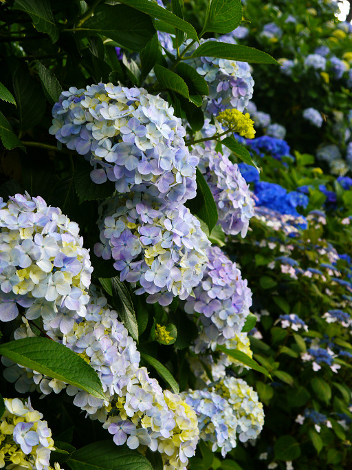 小田原城址花菖蒲とあじさい祭り　　2011-6-21_d0237959_13333115.jpg