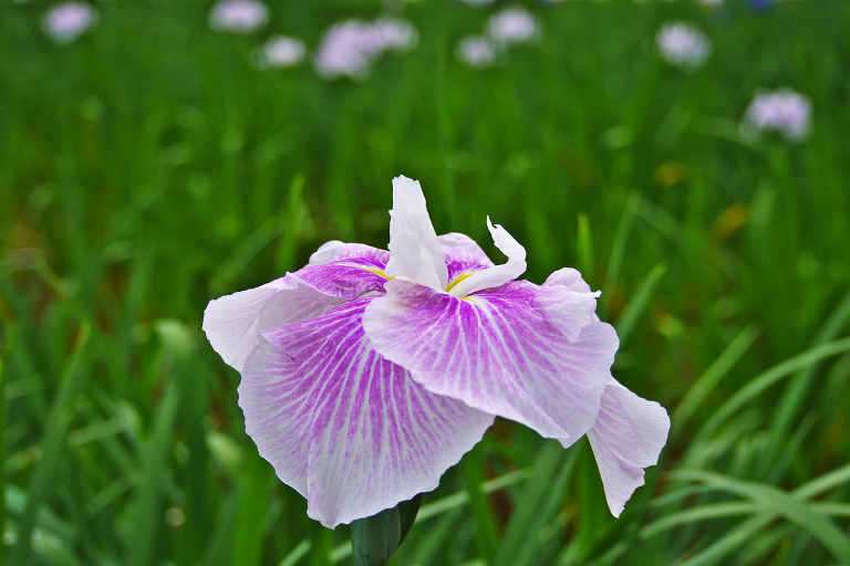 小田原城址花菖蒲とあじさい祭り　　2011-6-21_d0237959_13354997.jpg