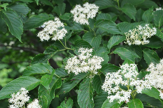 b0104861_175521100.jpg