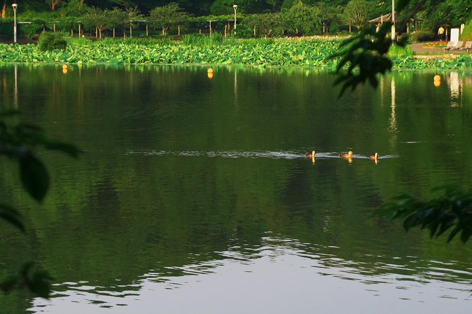 6月２２日午前５時３７分蓮華寺池公園の蓮のつぼみ_b0221065_11534729.jpg