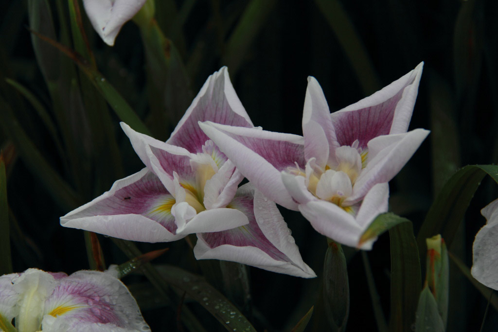 　　早朝の開花・花菖蒲_f0129465_4495081.jpg