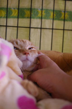 猫風邪さん_a0064067_23162274.jpg