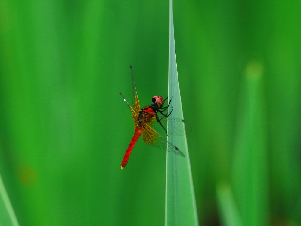 ハッチョウトンボ　　世界最小のトンボ初見　2011.6.18栃木県_a0146869_2347979.jpg