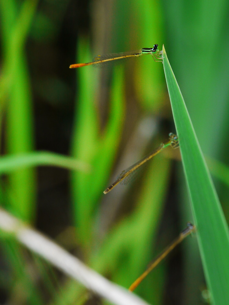 ハッチョウトンボ　　世界最小のトンボ初見　2011.6.18栃木県_a0146869_23481728.jpg