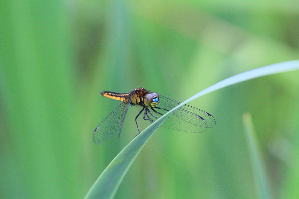 ハッチョウトンボ　　世界最小のトンボ初見　2011.6.18栃木県_a0146869_23501182.jpg