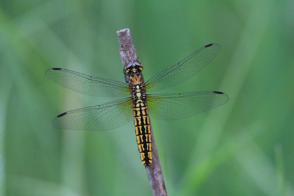 ハッチョウトンボ　　世界最小のトンボ初見　2011.6.18栃木県_a0146869_23503788.jpg