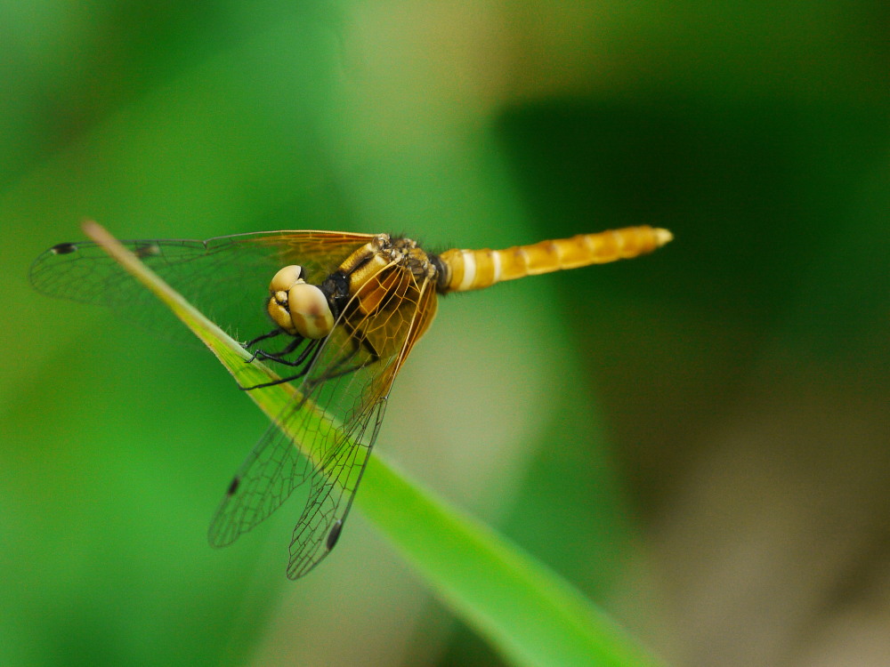 ハッチョウトンボ　　世界最小のトンボ初見　2011.6.18栃木県_a0146869_23524727.jpg