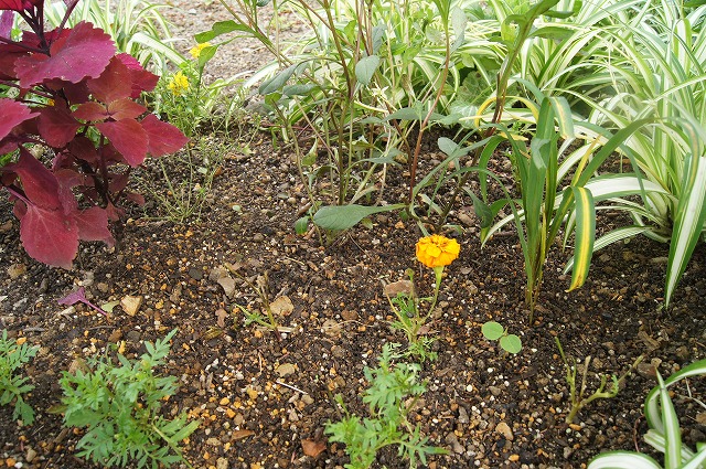 夏の花壇 ダンゴムシとの戦い 風の通る庭