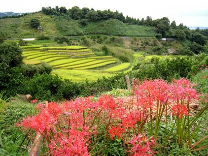 原発と闘う小さな島の30年史 山口県・祝島_c0139575_0162225.jpg