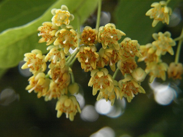 菩提樹の花美しく 自然風の自然風だより