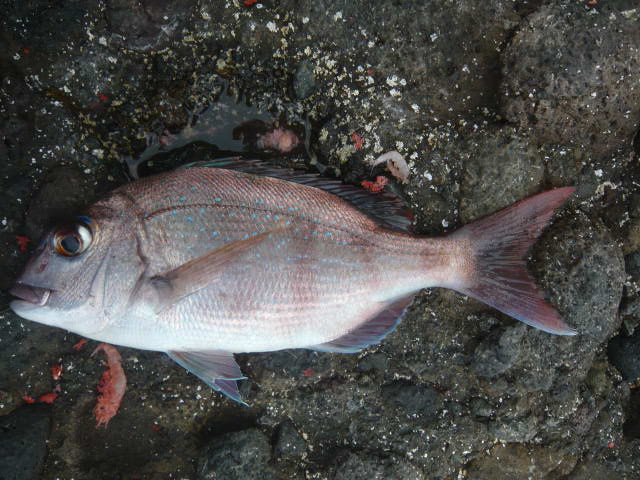 a0120877_13189.jpg