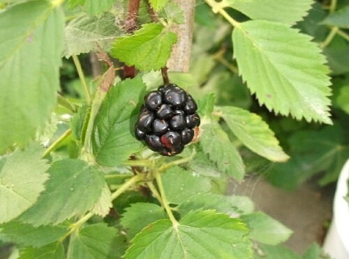 ブラックベリー実生 果実の色づき 害虫被害 ブルーベリーの育て方 栽培 ブルーベリー ノート Blueberrynote