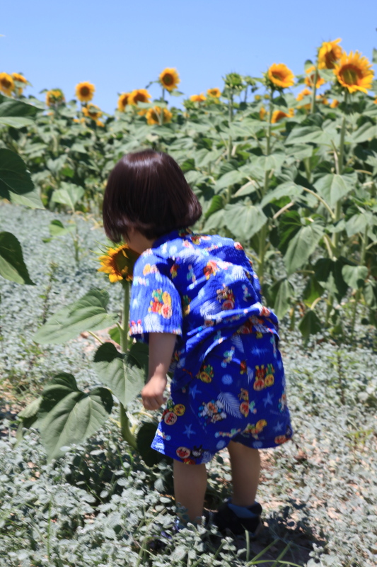 一面のヒマワリ畑_c0187779_523339.jpg