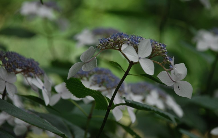 紫陽花～～～に酔う　　　　2011.6.21新宿御苑にて_c0144185_10325463.jpg