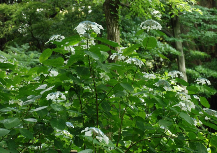 紫陽花～～～に酔う　　　　2011.6.21新宿御苑にて_c0144185_1032682.jpg