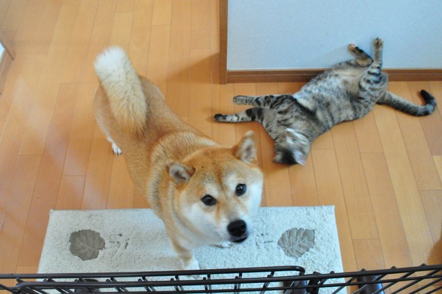 おかえりなさい_a0126590_5262156.jpg