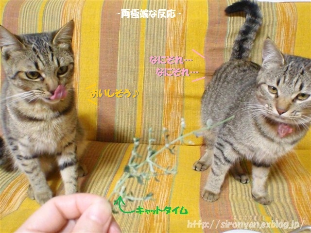 ねことキャットタイム_a0159490_15304944.jpg