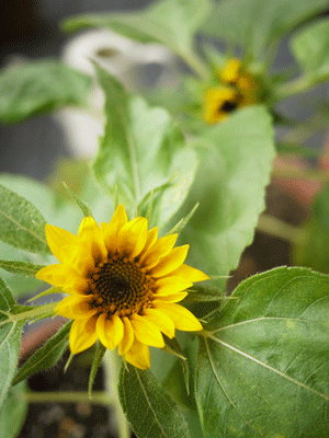 a0150193_6255871.gif