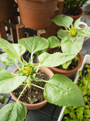 a0150193_6382197.gif