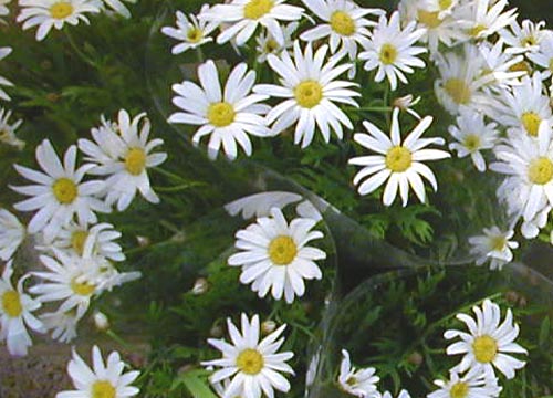 ●梅雨時の白花三題、その7_d0053294_2014542.jpg