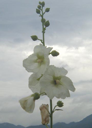 ●梅雨時の白花三題、その7_d0053294_2022924.jpg