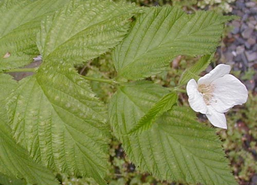 ●梅雨時の白花三題、その7_d0053294_202855.jpg