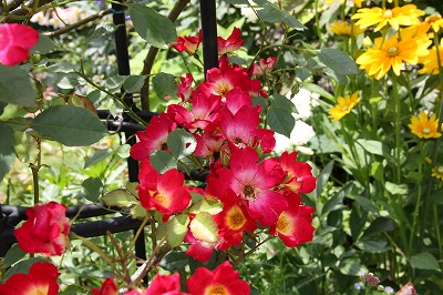 a0123003_7593930.jpg