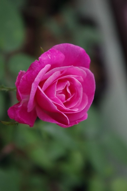 c0147909_23232481.jpg