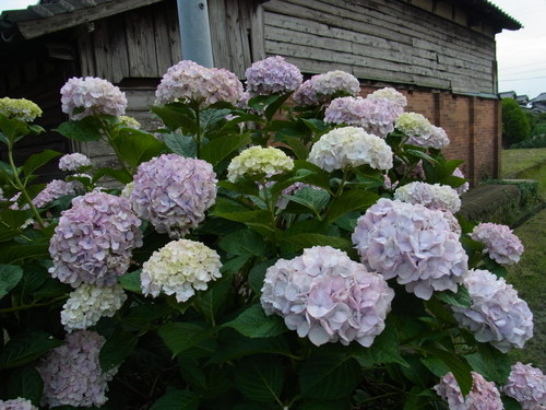 実家のあじさい_d0116009_1214318.jpg