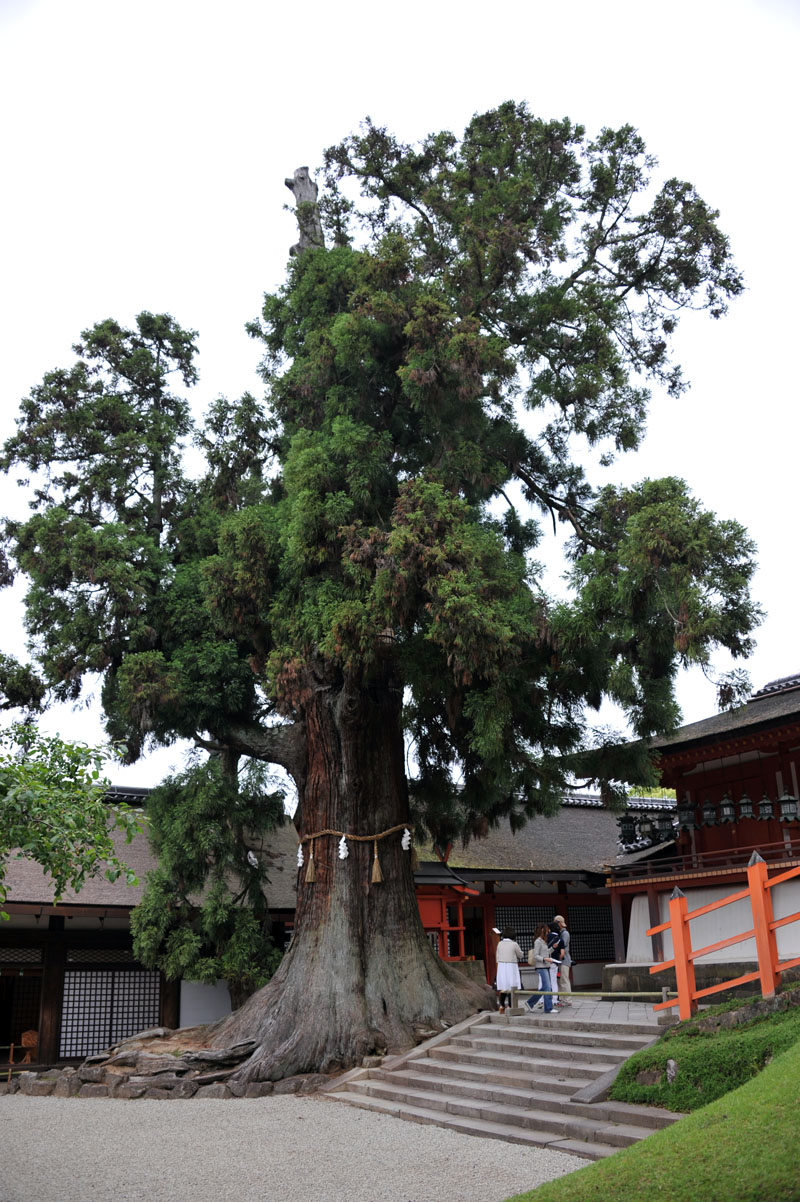 興福寺 と 春日大社　（奈良）_a0042310_13533138.jpg