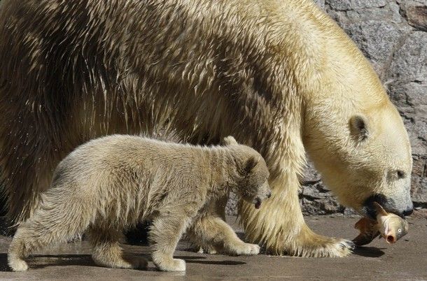 ロシア・ノヴォシビルスク動物園のクラーシン （ロッシーの双子の兄弟） の近況　～　déjà-vu の光景_a0151913_22274380.jpg