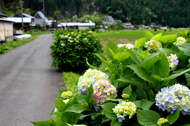 美山 アジサイロード_e0048413_20263627.jpg