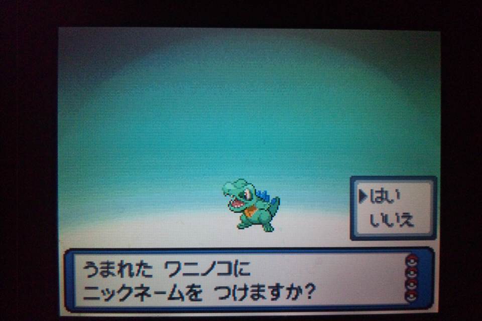 ワニノコ 産まれました 青いデルビルのポケモン日記