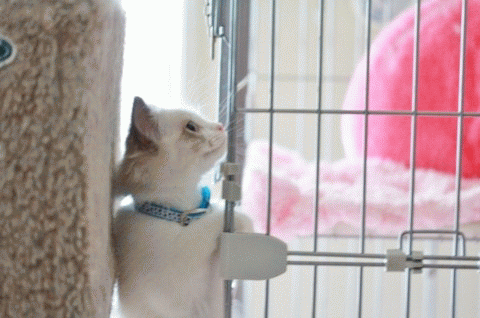 e0214720_1753818.gif