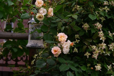 f0170524_13213195.jpg