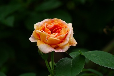 f0170524_1328920.jpg