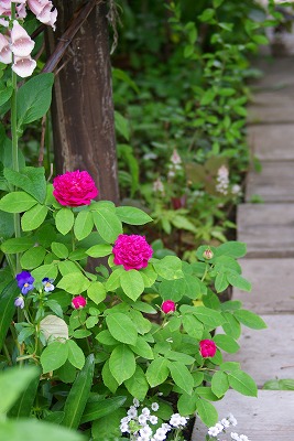 f0170524_13414187.jpg