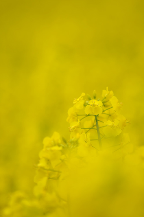 菜の花の風景⑥_f0116528_20114138.jpg