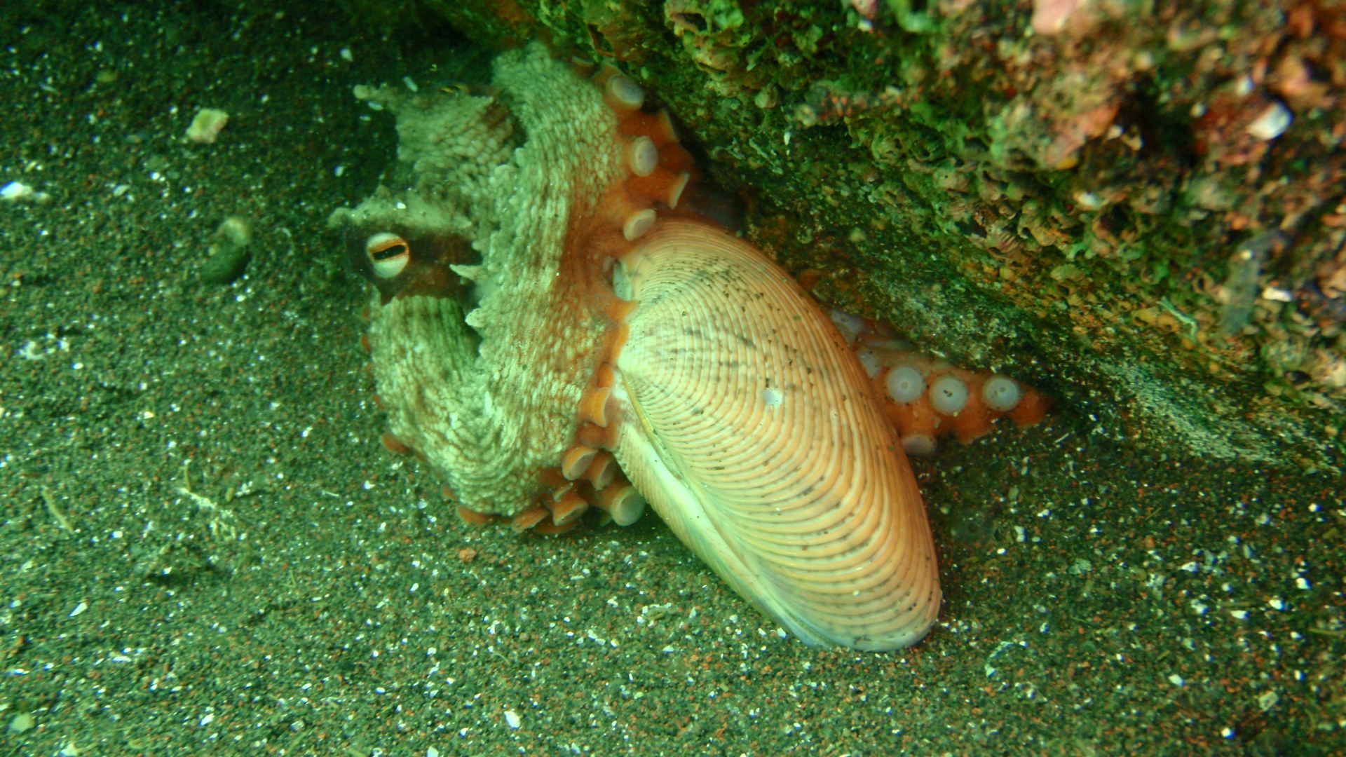 大瀬のログ 海童ノリゴンの感性はやっぱ面白い。_c0034029_5204520.jpg