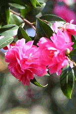 c0030536_22172291.gif