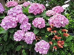 紫陽花・2_e0080345_1244484.jpg
