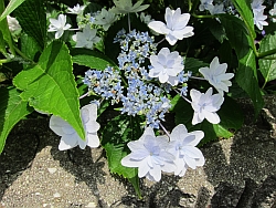 紫陽花・2_e0080345_12454267.jpg