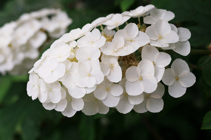 花盛りの梅宮大社(中編)_f0155048_23473966.jpg