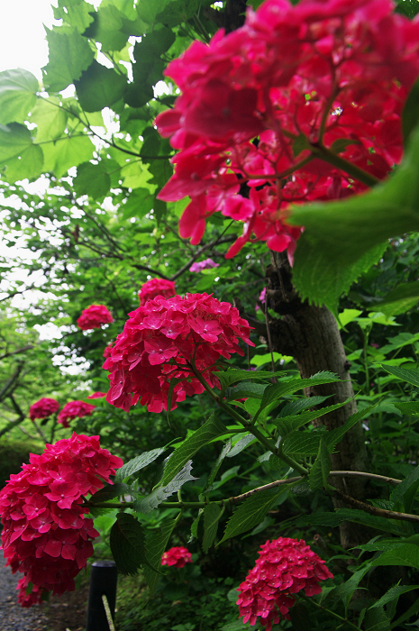 花盛りの梅宮大社(中編)_f0155048_23481094.jpg