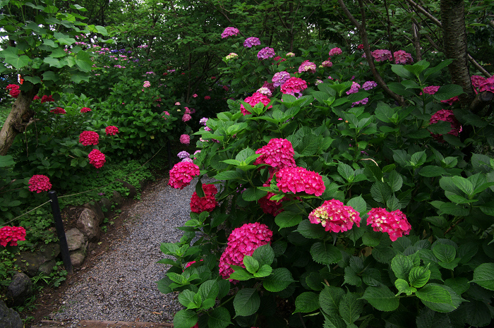 花盛りの梅宮大社(中編)_f0155048_23481647.jpg