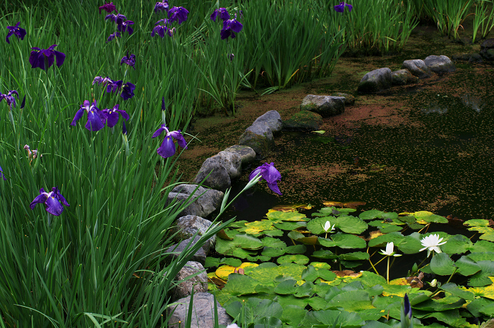 花盛りの梅宮大社(中編)_f0155048_23481977.jpg